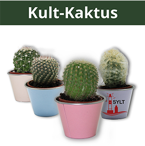 Blechwaren Fabrik Braunschweig - Kult Kaktus